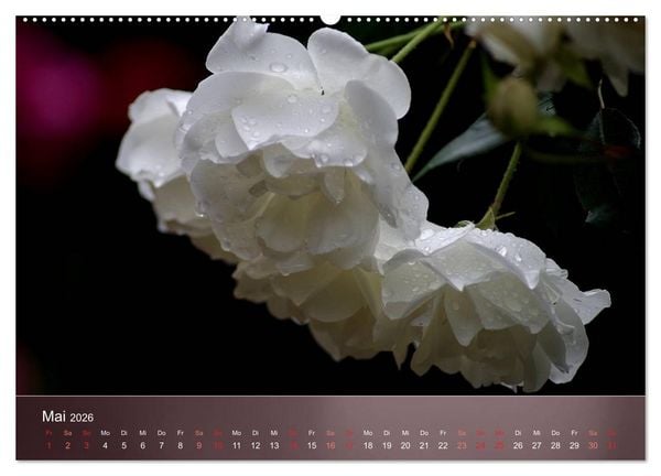 Produktbild: Zarte Sch&ouml;nheiten - Rosen (Wandkalender 2026 DIN A2 quer), CALVENDO Monatskalender