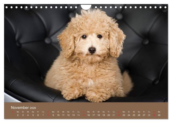Produktbild: Pudel (Wandkalender 2026 DIN A4 quer), CALVENDO Monatskalender