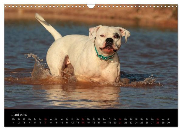 Produktbild: American Bulldog - alles Andere ist nur ein Hund (Wandkalender 2026 DIN A3 quer), CALVENDO Monatskalender