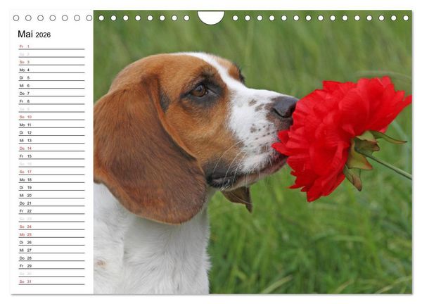 Produktbild: DER BEAGLEige TERMINPLANER (Wandkalender 2026 DIN A4 quer), CALVENDO Monatskalender