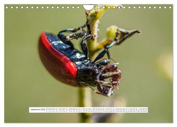 Produktbild: La vie de nos prairies - Le monde des fourmis (Calendrier mural 2026 DIN A4 vertical), CALVENDO calendrier mensuel