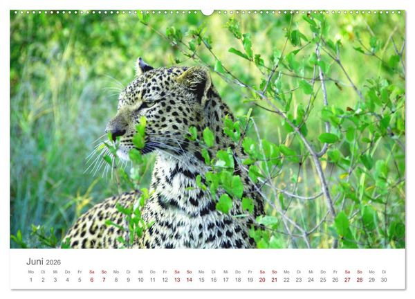 Produktbild: Safari / Afrika (hochwertiger Premium Wandkalender 2026 DIN A2 quer), Kunstdruck in Hochglanz