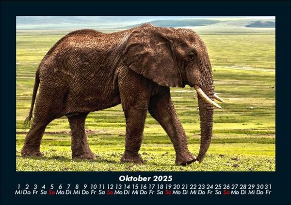 Produktbild: Elefanten - Die sanften Riesen Afrikas 2025 Fotokalender DIN A5