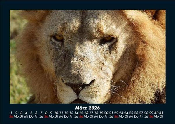 Produktbild: L&ouml;wen in der Wildnis 2026 Fotokalender DIN A5