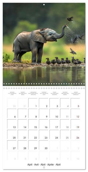 Produktbild: Baby Elephant Adventures (Wall Calendar 2026 12 &times; 12 Inch) CALVENDO 12 Month Wall Calendar