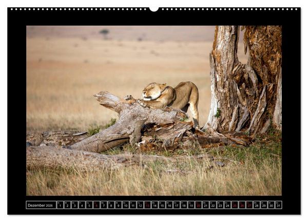 Produktbild: Afrikas Katzen (Wandkalender 2026 DIN A2 quer), CALVENDO Monatskalender
