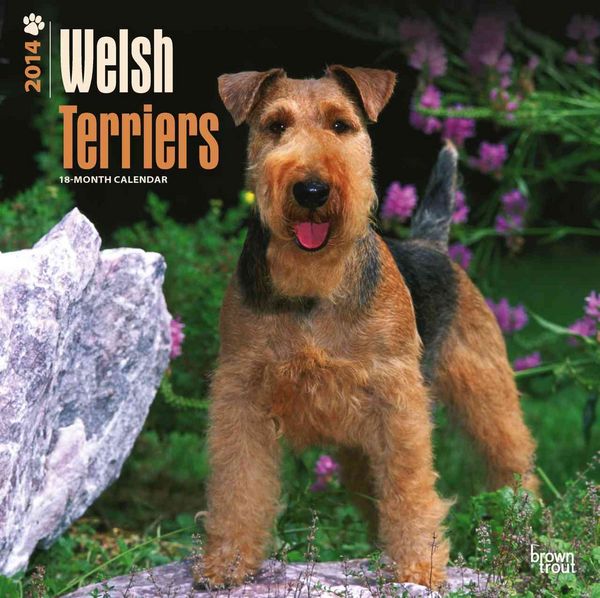 Produktbild: Welsh Terriers Calendar