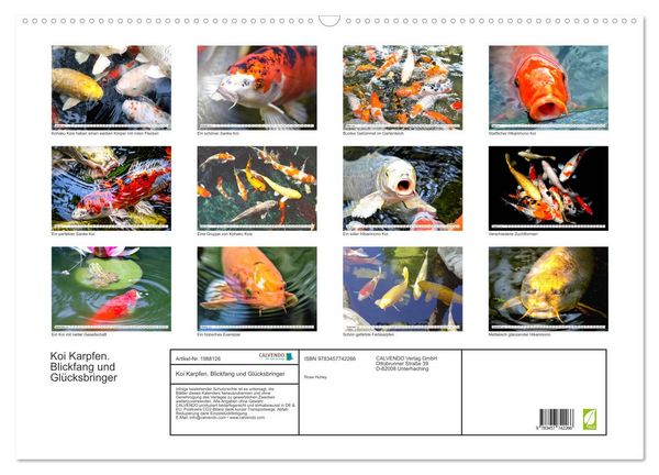 Produktbild: Koi Karpfen. Blickfang und Gl&uuml;cksbringer (Wandkalender 2026 DIN A2 quer), CALVENDO Monatskalender