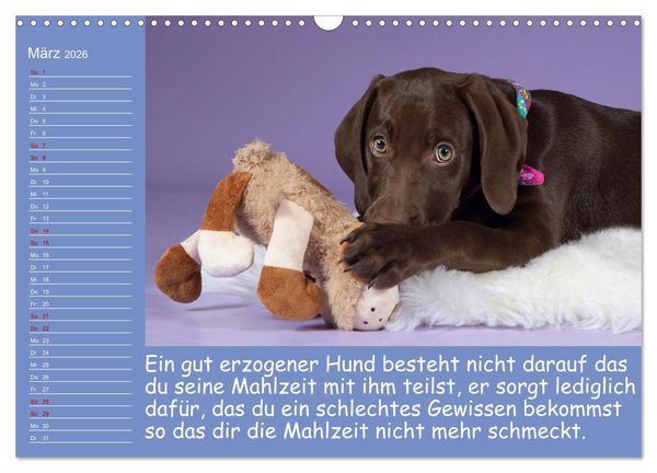 Produktbild: Drollige Tierkinder Mit Spr&uuml;chen (Wandkalender 2026 DIN A3 quer), CALVENDO Monatskalender