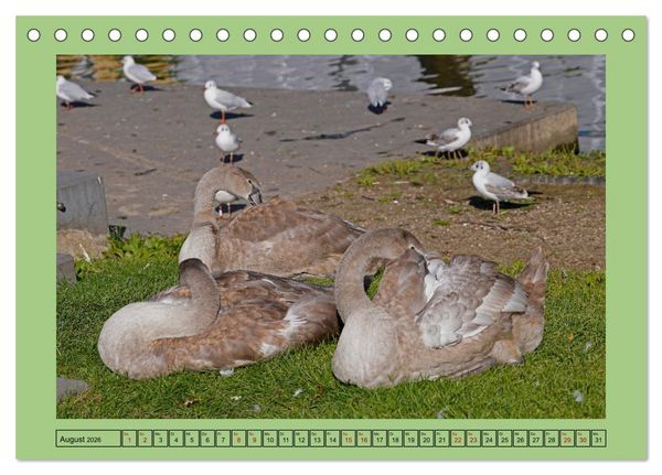 Produktbild: Faszination Stadtpark Odense (Tischkalender 2026 DIN A5 quer), CALVENDO Monatskalender