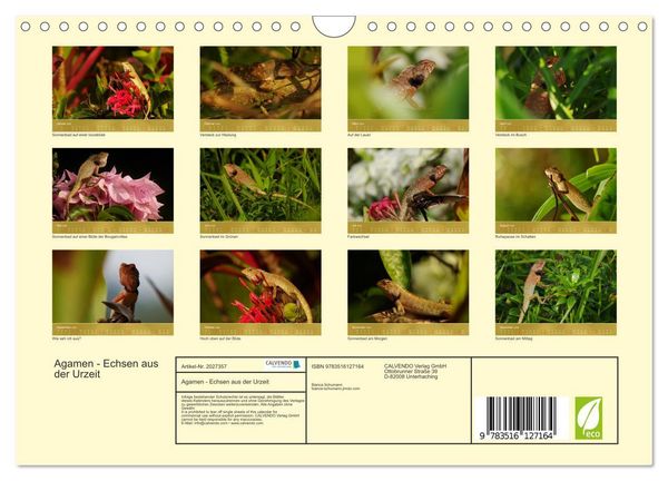 Produktbild: Agamen - Echsen aus der Urzeit (Wandkalender 2026 DIN A4 quer), CALVENDO Monatskalender