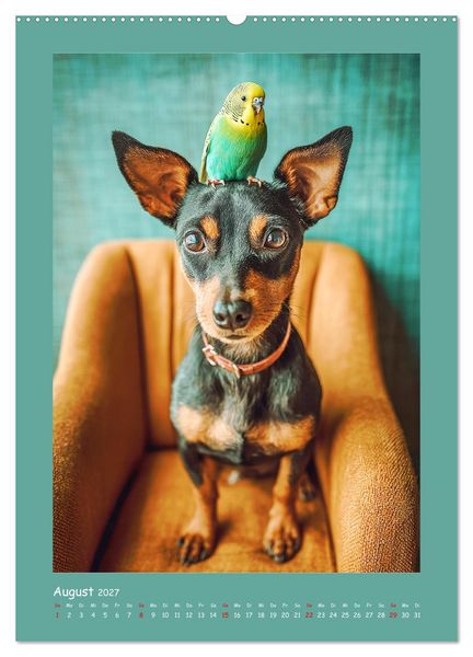Produktbild: Mini-Pinscher. Kleine Hunde in sch&ouml;nen Momenten (Wandkalender 2027 DIN A2 hoch), CALVENDO Monatskalender