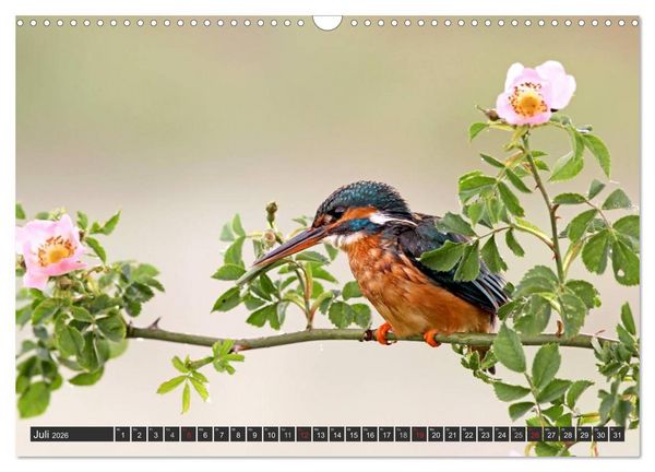 Produktbild: Der Eisvogel (Wandkalender 2026 DIN A3 quer), CALVENDO Monatskalender