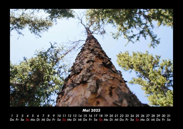 Produktbild: B&auml;ume 2025 Fotokalender DIN A3