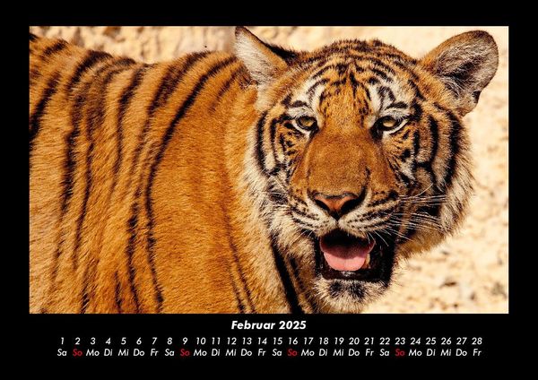Produktbild: Tiger 2025 Fotokalender DIN A3