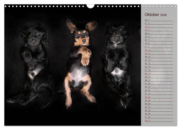 Produktbild: Englische Cocker Spaniel Welpen (Wandkalender 2026 DIN A3 quer), CALVENDO Monatskalender