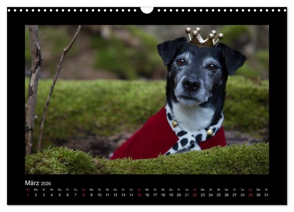 Produktbild: Jack Russell Terrier.....Ein Verwandlungsk&uuml;nstler namens Jake (Wandkalender 2026 DIN A3 quer), CALVENDO Monatskalender