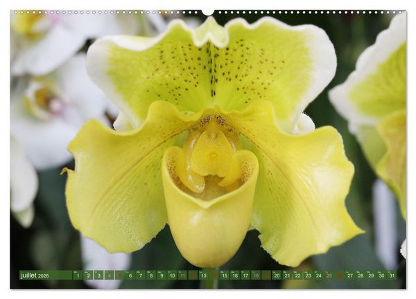 Produktbild: Orchid&eacute;es merveilleuses (Calendrier mural 2026 DIN A2 vertical), CALVENDO calendrier mensuel