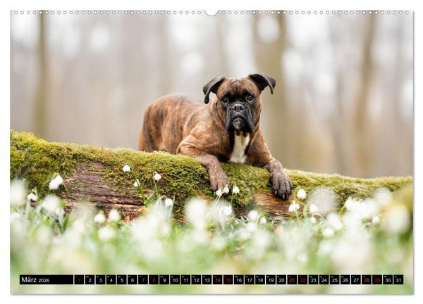 Produktbild: K&auml;the - ein Boxer mit Charme (hochwertiger Premium Wandkalender 2026 DIN A2 quer), Kunstdruck in Hochglanz