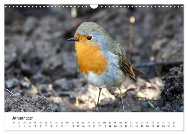 Produktbild: Paradies Naturgarten (Wandkalender 2027 DIN A3 quer), CALVENDO Monatskalender