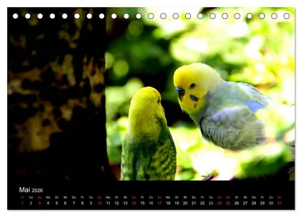 Produktbild: Wellensittiche - Naturkalender (Tischkalender 2026 DIN A5 quer), CALVENDO Monatskalender