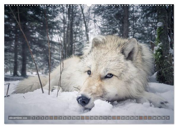 Produktbild: Les p'tits loups gris (Calendrier mural 2026 DIN A2 vertical) calendrier de bureau