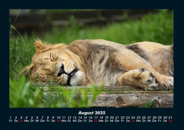 Produktbild: L&ouml;wen in der Wildnis 2025 Fotokalender DIN A4