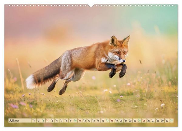 Produktbild: F&uuml;chse in Pastellfarben (Wandkalender 2027 DIN A2 quer), CALVENDO Monatskalender