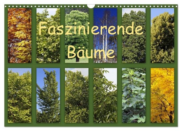 Produktbild: Faszinierende B&auml;ume (Wandkalender 2026 DIN A3 quer), CALVENDO Monatskalender