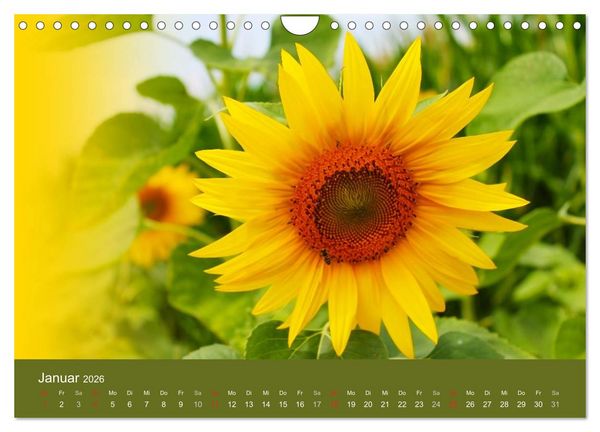 Produktbild: Sonnenblumen - die Blumen der Lebensfreude (Wandkalender 2026 DIN A4 quer), CALVENDO Monatskalender