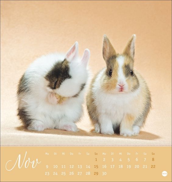 Produktbild: S&uuml;&szlig;e Kaninchen Postkartenkalender 2026