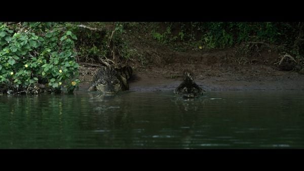 Produktbild: The Bayou