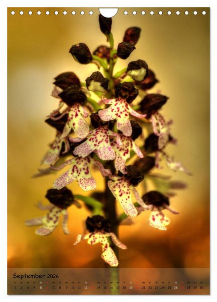 Produktbild: Juwelen der Natur - Ein Orchideensommer (Wandkalender 2026 DIN A4 hoch), CALVENDO Monatskalender