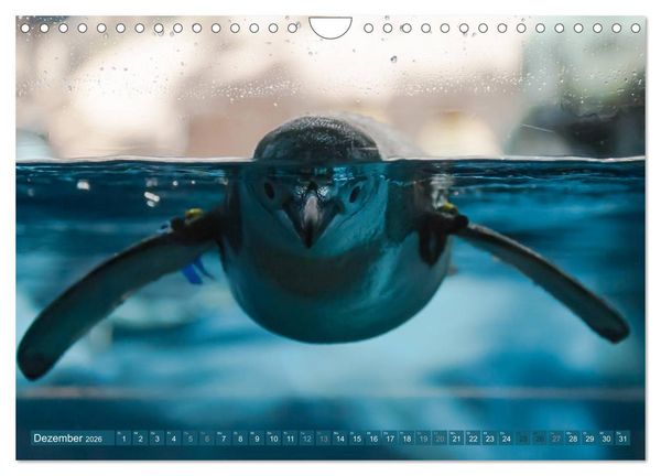 Produktbild: Wilde Tiere - Die sch&ouml;nsten Portraits (Wandkalender 2026 DIN A4 quer), CALVENDO Monatskalender