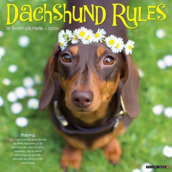 Produktbild: Dachshund Rules 2026 12 X 12 Wall Calendar