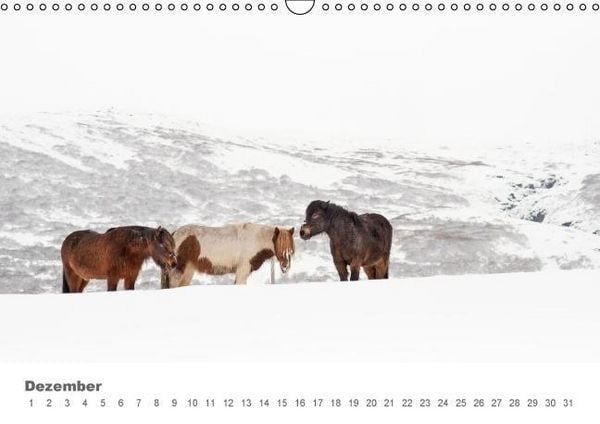 Produktbild: Islandpferde: Gef&auml;hrten der Wikinger (Wandkalender immerw&auml;hrend DIN A3 quer)