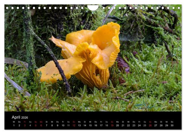 Produktbild: Pilze in Wald und Flur (Wandkalender 2026 DIN A4 quer), CALVENDO Monatskalender