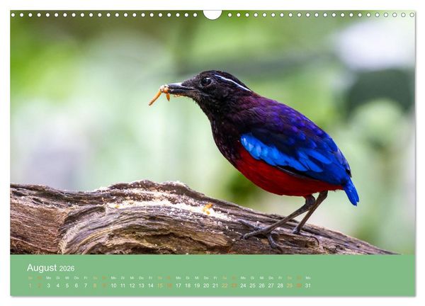 Produktbild: Zwischen Nebel und Baumriesen - V&ouml;gel Borneos (Wandkalender 2026 DIN A3 quer), CALVENDO Monatskalender