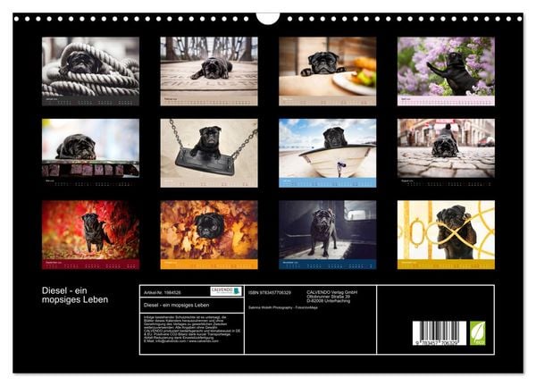 Produktbild: Diesel - ein mopsiges Leben (Wandkalender 2026 DIN A3 quer), CALVENDO Monatskalender