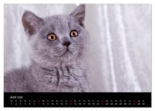 Produktbild: Britisch Kurzhaar Katzen (hochwertiger Premium Wandkalender 2026 DIN A2 quer), Kunstdruck in Hochglanz