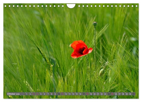Produktbild: MOHNBL&Uuml;TEN (Wandkalender 2026 DIN A4 quer), CALVENDO Monatskalender