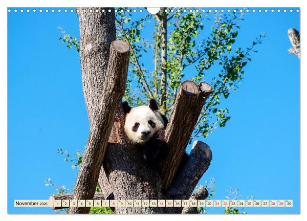 Produktbild: Niedlicher Panda (Wandkalender 2026 DIN A3 quer), CALVENDO Monatskalender