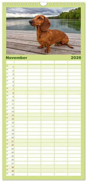 Produktbild: Familienplaner 2026 - DACKEL... wissen was sie wollen... (und was nicht...) mit 5 Spalten (Wandkalender, 21 x 45 cm) CALVENDO