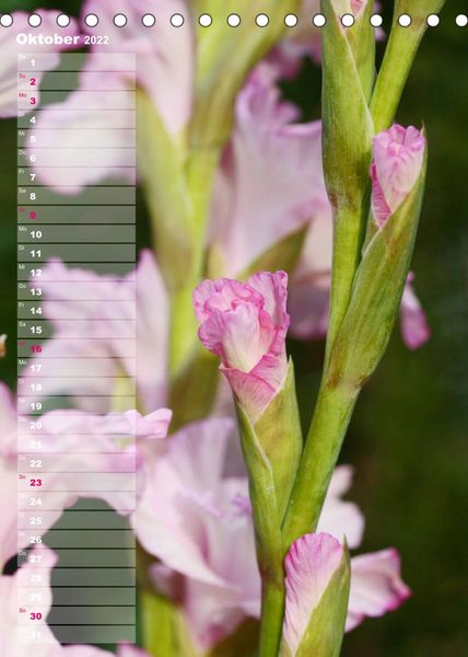Produktbild: Gladiolenpracht (Tischkalender 2022 DIN A5 hoch)