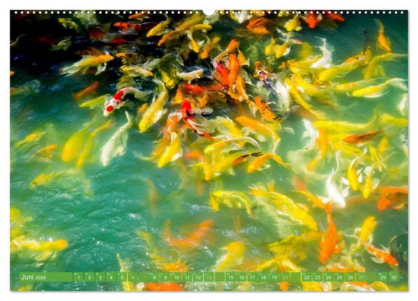 Produktbild: Koi: Juwelen im Teich (Wandkalender 2026 DIN A2 quer), CALVENDO Monatskalender