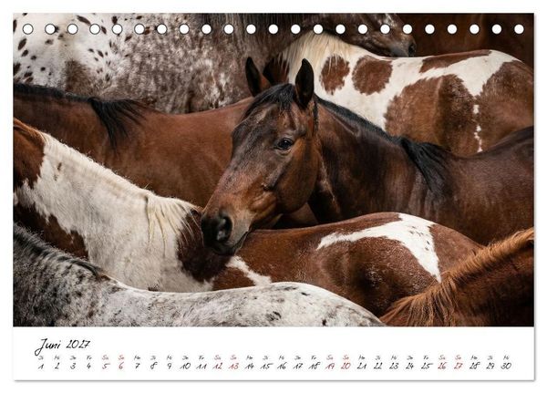 Produktbild: Better Together - Herdenmomente (Tischkalender 2027 DIN A5 quer), CALVENDO Monatskalender