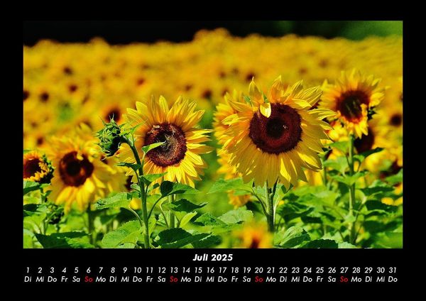 Produktbild: Blumenzauber 2025 Fotokalender DIN A3