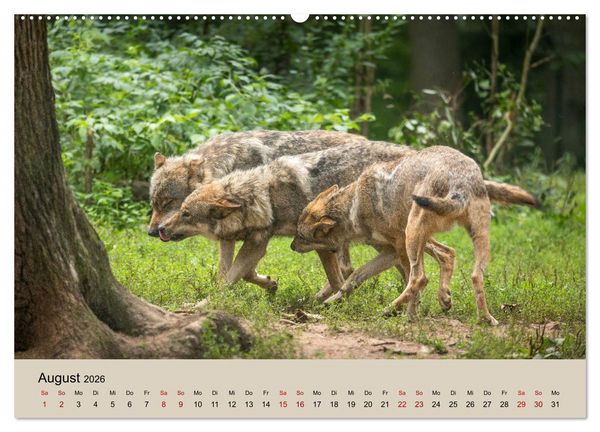 Produktbild: Wolfsrudel (hochwertiger Premium Wandkalender 2026 DIN A2 quer), Kunstdruck in Hochglanz