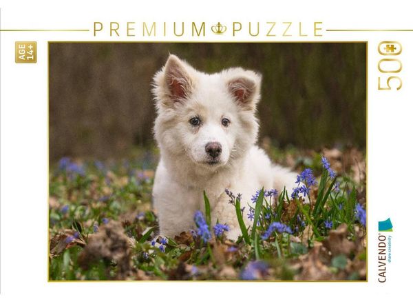 CALVENDO Puzzle Ein Motiv aus dem Kalender Mein Islandhund - das erste Lebensjahr in Bildern | 500 Teile Lege-Größe 48 × 36 cm Foto-Puzzle für Erwachsene