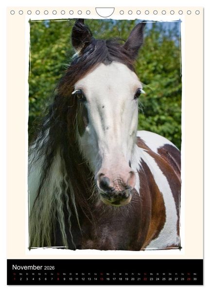 Produktbild: Gypsy's (Wandkalender 2026 DIN A4 hoch), CALVENDO Monatskalender